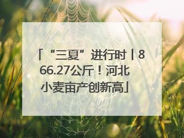 “三夏”进行时丨866.27公斤！河北小麦亩产创新高