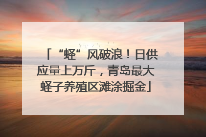 “蛏”风破浪！日供应量上万斤，青岛最大蛏子养殖区滩涂掘金