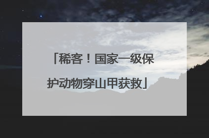 稀客！国家一级保护动物穿山甲获救