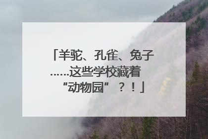 羊驼、孔雀、兔子……这些学校藏着 “动物园”？！