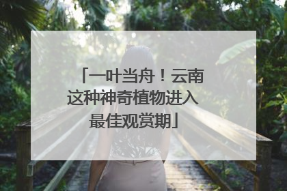 一叶当舟！云南这种神奇植物进入最佳观赏期