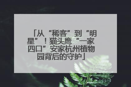 从“稀客”到“明星”！猫头鹰“一家四口”安家杭州植物园背后的守护