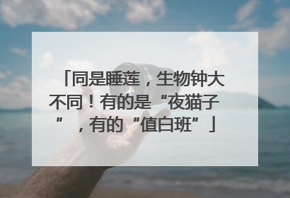 同是睡莲，生物钟大不同！有的是“夜猫子”，有的“值白班”