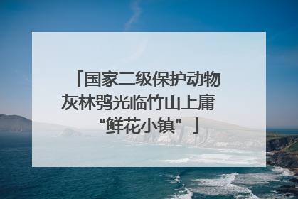 国家二级保护动物灰林鸮光临竹山上庸“鲜花小镇”