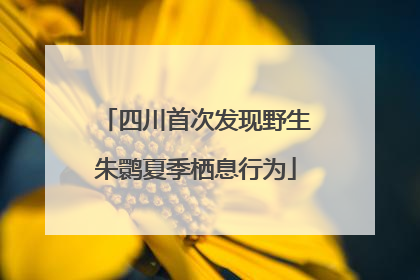 四川首次发现野生朱鹮夏季栖息行为