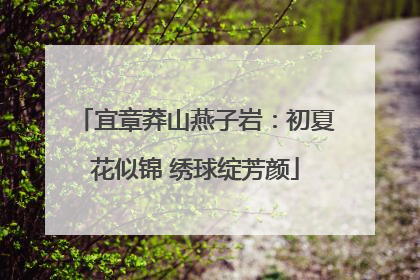 宜章莽山燕子岩：初夏花似锦 绣球绽芳颜