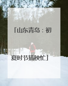 山东青岛：初夏时节插秧忙