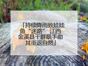 持续降雨致娃娃鱼“迷路” 江西金溪县干群联手助其重返自然