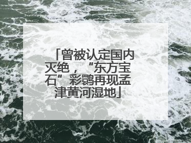 曾被认定国内灭绝，“东方宝石”彩鹮再现孟津黄河湿地
