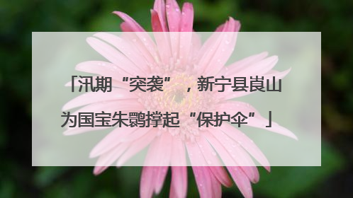 汛期“突袭”，新宁县崀山为国宝朱鹮撑起“保护伞”
