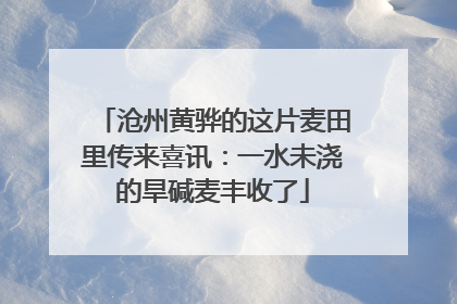 沧州黄骅的这片麦田里传来喜讯：一水未浇的旱碱麦丰收了