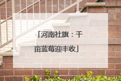 河南社旗：千亩蓝莓迎丰收