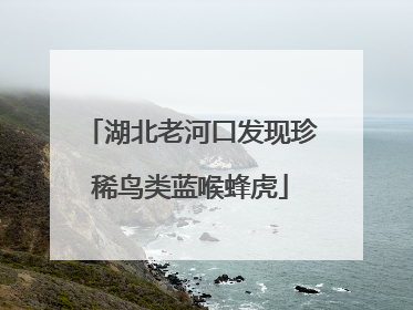 湖北老河口发现珍稀鸟类蓝喉蜂虎