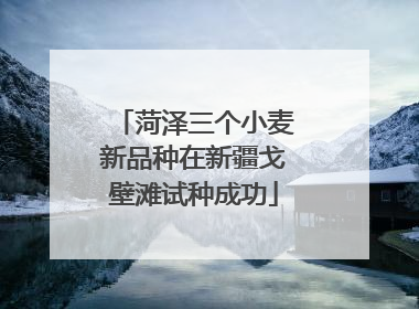 菏泽三个小麦新品种在新疆戈壁滩试种成功