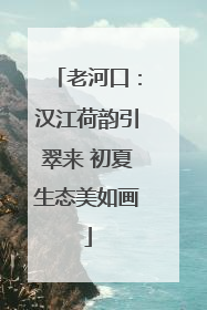 老河口：汉江荷韵引翠来 初夏生态美如画