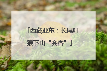 西藏亚东：长尾叶猴下山“会客”
