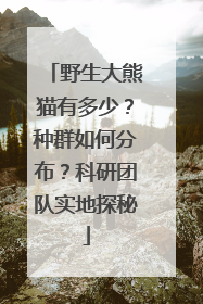 野生大熊猫有多少？种群如何分布？科研团队实地探秘