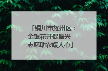 铜川市耀州区：金银花开促振兴 志愿助农暖人心