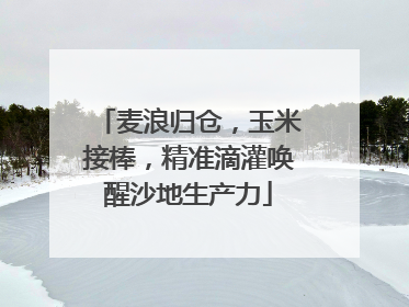麦浪归仓，玉米接棒，精准滴灌唤醒沙地生产力
