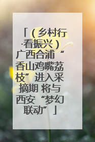 （乡村行·看振兴）广西合浦“香山鸡嘴荔枝”进入采摘期 将与西安“梦幻联动”
